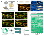 October 2024: A paper revealing the neuroprotective role of microglia during the acute phase of a single spinal cord axon injury, achieved through a novel form of neuron-glia interaction, has been accepted by Nature Communications. Congratulations on the excellent collaboration and hard work of Wanjie, Yingzhu, and Yujun! We will celebrate more achievements based on your collaboration in the coming years.