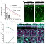 Congratulations to Yiming, Gewei and Zhentao on the publication of their excellent work, "Optical Windows for Transcranial Brain Imaging in Living Mice: Skull Thinning, Clearing, and Beyond", in Advanced Science!
