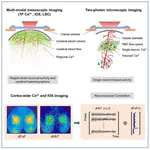 October 2021: Study of neurovascular coupling using mesoscopic and microscopic imaging by Congping and co-authors is accepted for publication in iScience. Congratulations, Congping!