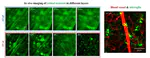 May 2020: In the news of "Two-photon microscopy breaks new ground in retina imaging" 