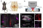 March 2022: Paper on long-term in vivo imaging of spinal cord injury by Wanjie and Sicong is accepted for publication in Nature Communications. Congratulations, everyone!