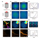 April 2021: Congratulations to Congping and Zhongya on the acceptance of our manuscript on high-resolution two-photon transcranial imaging of brain by Photonics Research. 