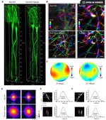 August 2020:  Paper on adaptive optics two-photon endomicroscopy for deep brain imaging is accepted by Science Advances. Congratulations to Zhongya, Congping and co-authors! 