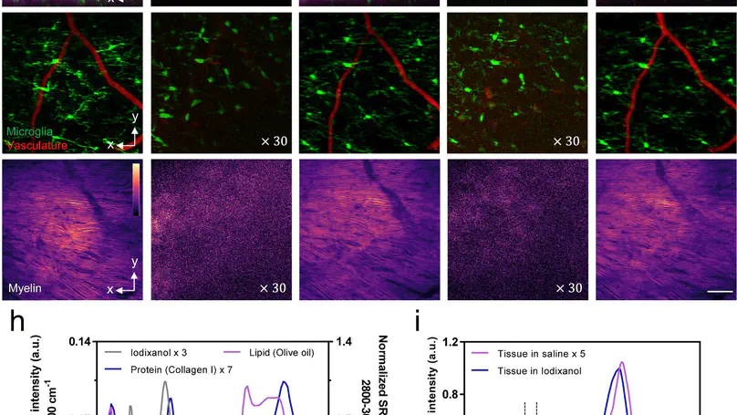 Research in spinal cord
